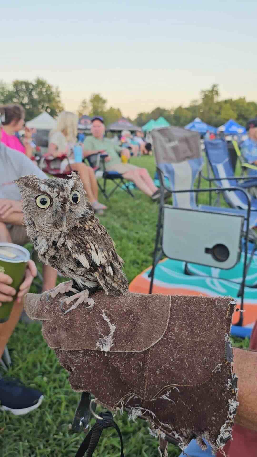 ROMP Festival 2024_Owl_photog_LauraRay ROMP Festival 2024_Owl_photog_LauraRay