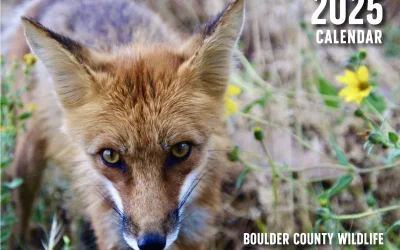 Andy Thorn of Leftover Salmon Releases Wildlife Photography Calendar